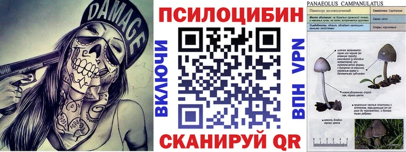 закладка  Елец  Псилоцибиновые грибы Cubensis 